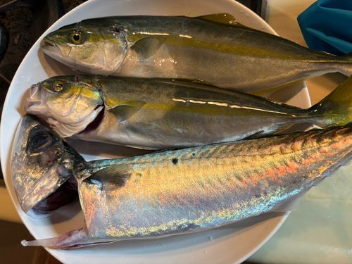 ワカシの釣果