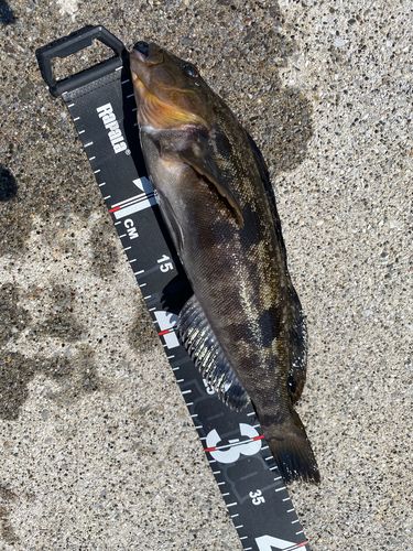 アイナメの釣果