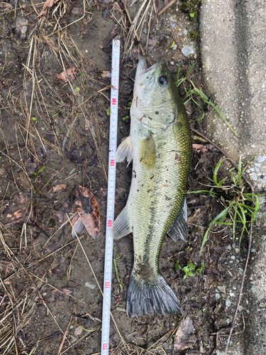 ブラックバスの釣果