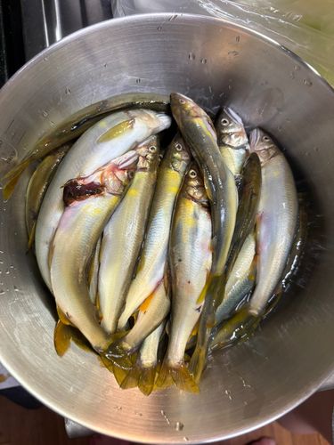 アユの釣果