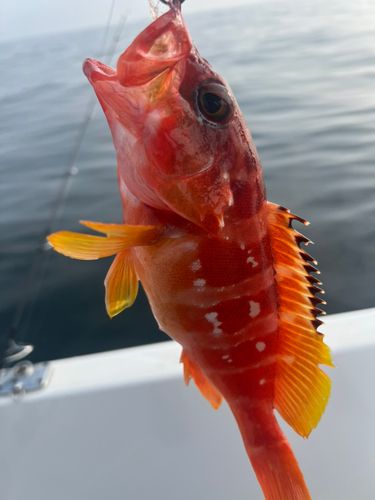 アカハタの釣果