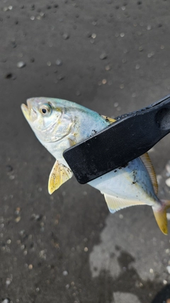 ショゴの釣果