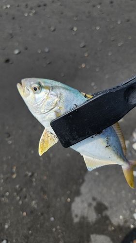 ショゴの釣果