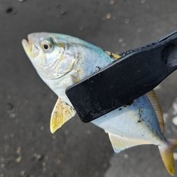 ショゴ