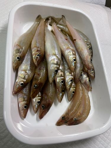 シロギスの釣果