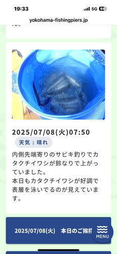 カタクチイワシの釣果