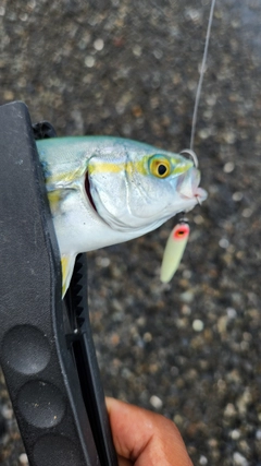 ワカナゴの釣果