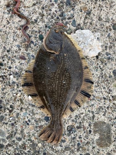 ヌマガレイの釣果