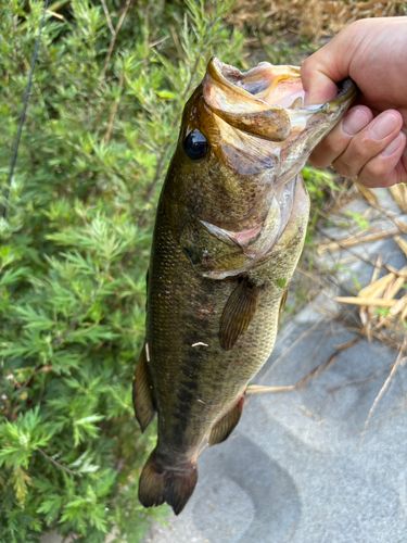 ラージマウスバスの釣果