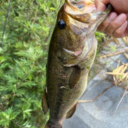 ラージマウスバス