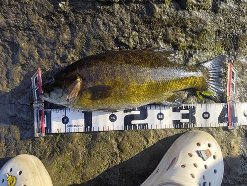 スモールマウスバスの釣果