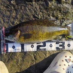 スモールマウスバス