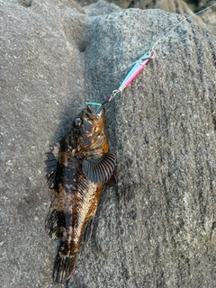 ムラソイの釣果
