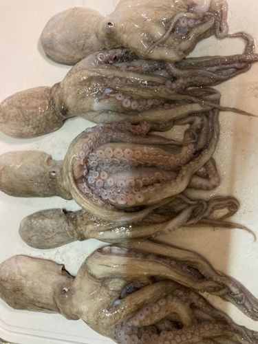 タコの釣果