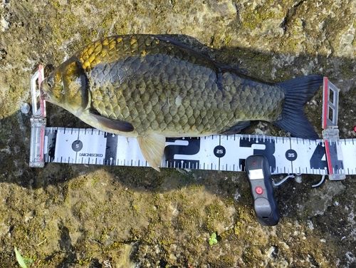 ヘラブナの釣果