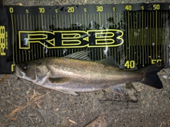 フッコ（マルスズキ）の釣果