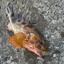 カサゴ