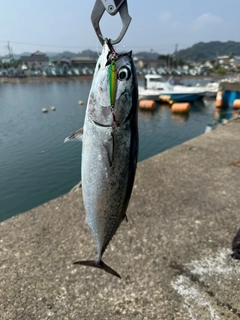 マルソウダの釣果