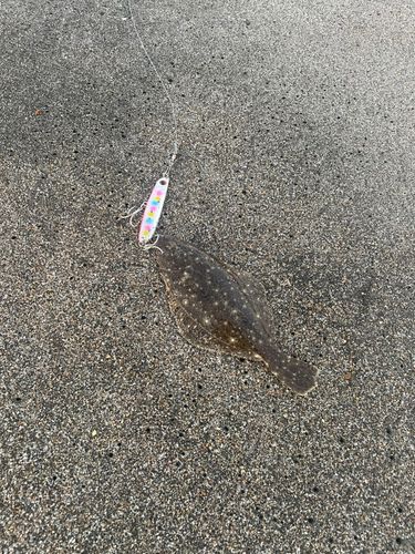 ヒラメの釣果