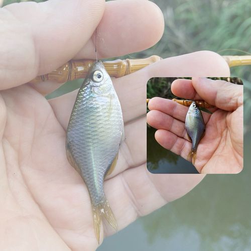 タナゴの釣果