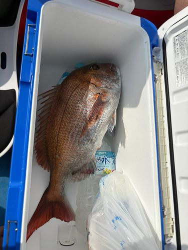 タイの釣果