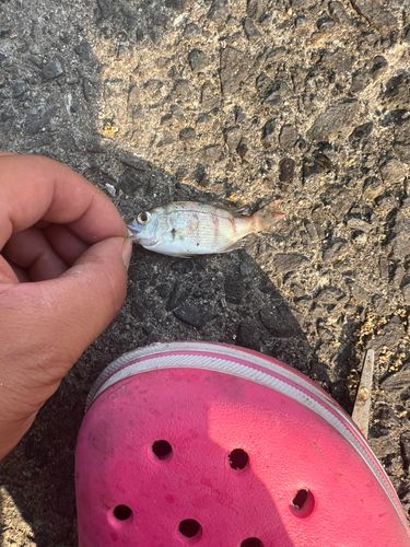 キュウセンの釣果