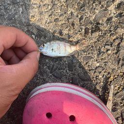 キュウセン