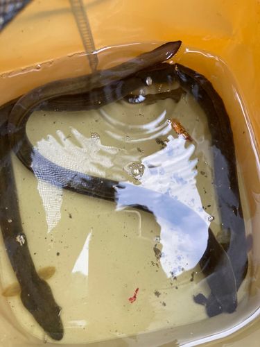 ウナギの釣果