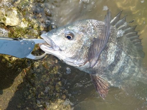 チヌの釣果