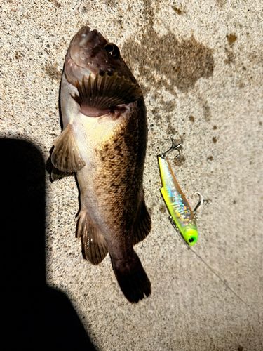 ソイの釣果