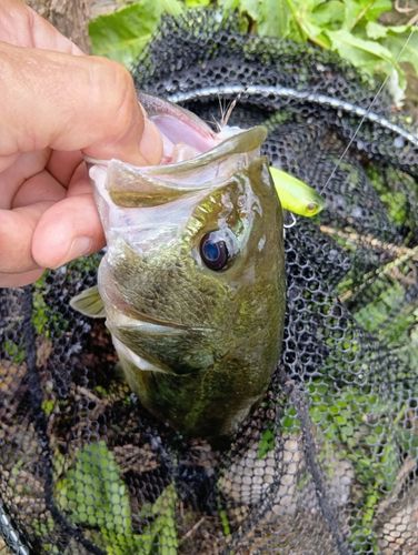 ラージマウスバスの釣果