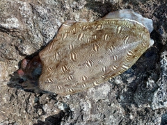 モンゴウイカの釣果