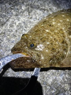 ヒラメの釣果