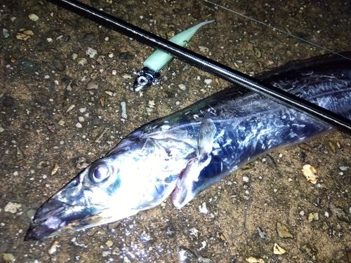 タチウオの釣果