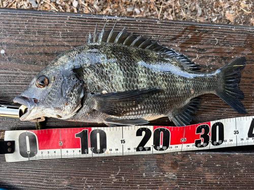 クロダイの釣果