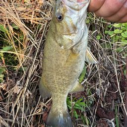 スモールマウスバス