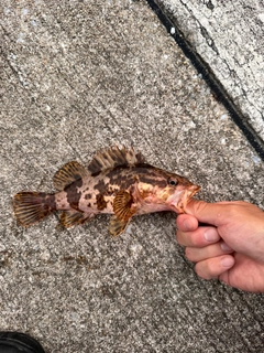 タケノコメバルの釣果