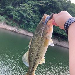 ブラックバス