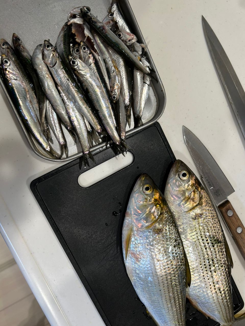 カタクチイワシ