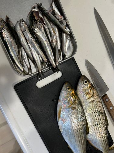 カタクチイワシの釣果