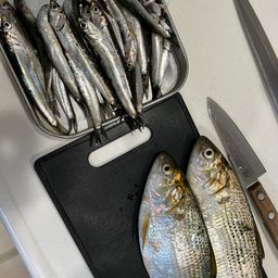 カタクチイワシ