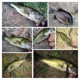 ラージマウスバス