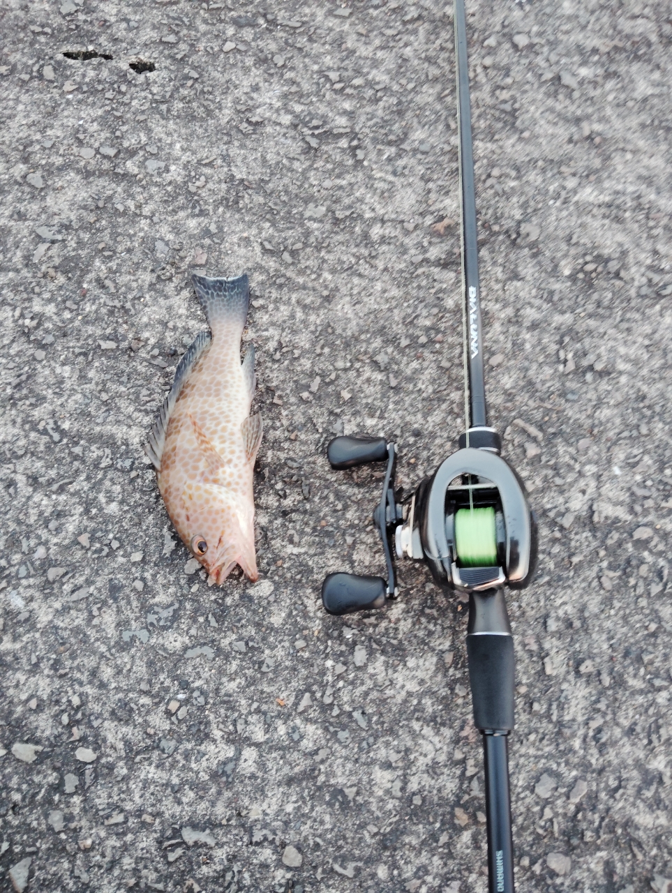 SHIMANO 23ディアルーナ B86Mの最安値・インプレ・釣果 | 本音の