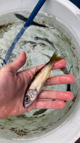 マイワシの釣果