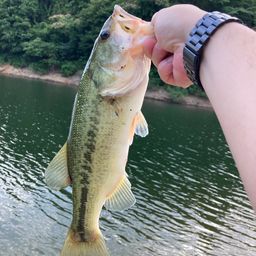 ブラックバス