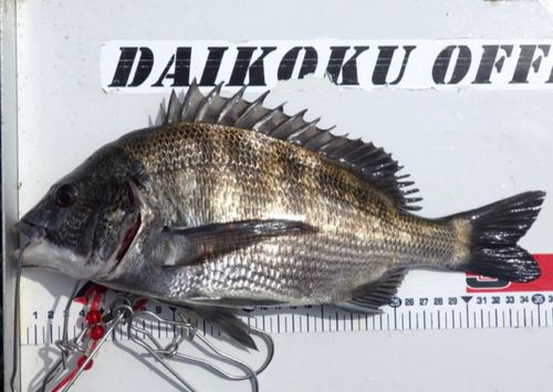 クロダイの釣果