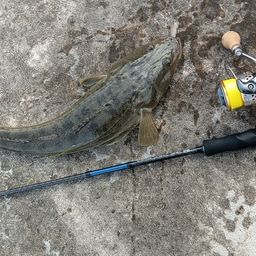 マゴチ