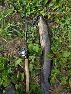 ライギョの釣果
