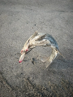 ヒラスズキの釣果