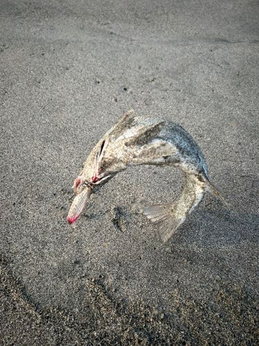 ヒラスズキの釣果